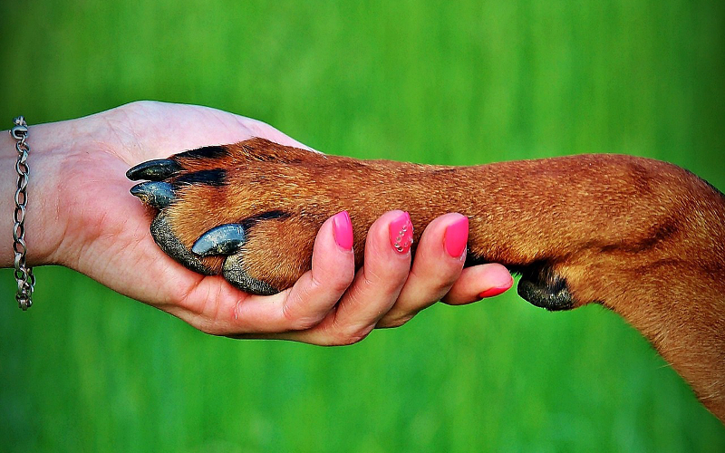 Dog Day em comemoração ao dia internacional do cão-guia acontece na quinta-feira