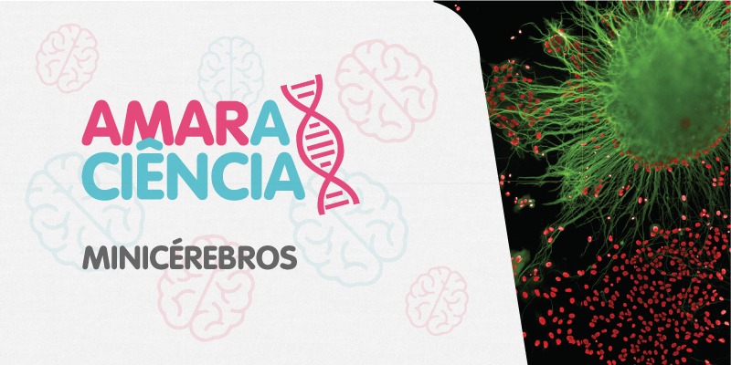Arte com o logo AmaraCiência com ícone do DNA e o título minicérebros